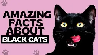 Interesting Facts You Didn't Know About Black Cats