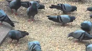 Rock Dove