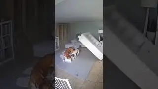 Dog protects baby from earthquake