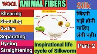 Animal Fibers# Wool Fiber# silk fiber# Protein Fiber# wool processing# Life cycle of Silkworm