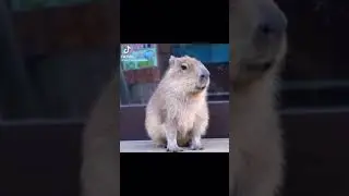 Capybara Noises 😳