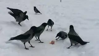 Crows line up for an egg / Вороны выстраиваются за яйцом 