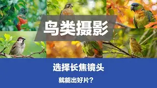 鸟类摄影，选择一支长焦镜头，就能把片子拍好？