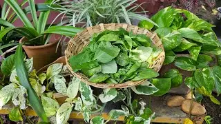 Basil herb harvesting, weed management #life after retirement #dailyvlog #vlog 135 #organicfarming