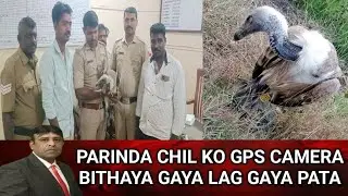 PARINDA CHIL KO GPS CAMERA BITHAYA GAYA LAG GAYA PATA.16/1/2026