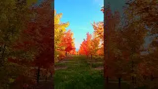 Autumn in New Zealand