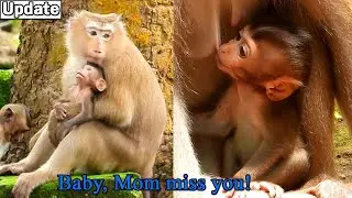 Monkey Rose still remember and miss her baby Rainbow that lost to naughty Libby/ Rose very sadness