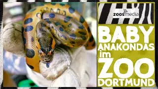 9 BABY Anacondas 🐍 at Dortmund Zoo 😍 | zoos.media