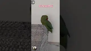 CUTE MITTHI #parrot #birds #greencolor #mitthi #cute #pets #indianringneckparrot #shorts #animals