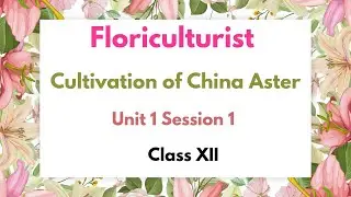 Vocational Education | Agriculture and Horticulture  | Floriculturist | Cultivation of China aster