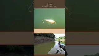 Underwater video of the Bass'n Shad / Bagley's baits lures #fishing #bagley #bassfishing