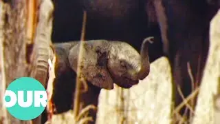 Africa's Luangwa Valley Is Home To Truly Majestic Widlife | Our World