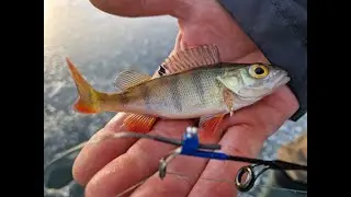 Pierwszy l&oacute;d 2026 na PZW #kamera spod lodu i okonie #icefishing #wędkarstwo #fishing