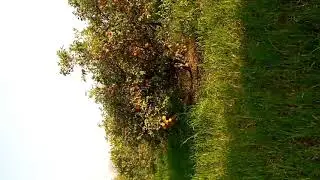 Beutifull orange garden view in Multan travel