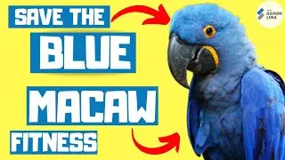 SAVE THE BLUE MACAW FITNESS CHALLENGE - PE AT HOME FUN GAMES - PROF RAMON LIMA