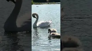 Swan Family at Elfrather See 🌿 | Peaceful Summer Wildlife