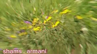 Fresh Greenery : Evergreen Scenes : outdoor shots