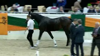 59. Trakehner Hengstmarkt Freispringen der Junghengste Sky Prince