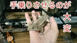 手乗りに慣れるまでが大変だったバタフライアガマ