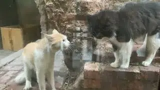 Sweet cat fight before March 😨