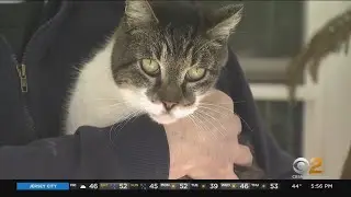 Cat Finds Way Back To Long Island Home After Being Lost For Weeks During Snow Storms, Freezing Weath