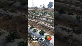 स्टॉबेरी की खेती | Viral Farming Video #parthfarming #gardening #flowers #trending