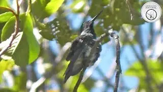 Canto do beija-flor-violeta (Colibri coruscans)
