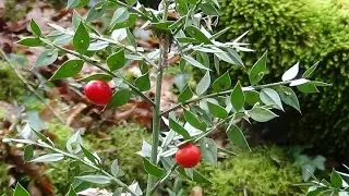 LE FRAGON EPINEUX ( 1&egrave;re partie )