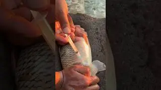 Biggest USA Red Carp Fish InJactio #shorts