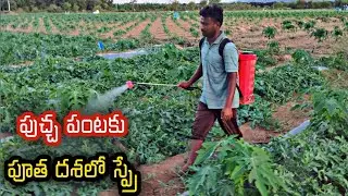 పుచ్చ పంటకు 4వ మందుల పిచ్చికారి #watermelon 4th spray ||AGRI GURU||