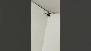 I guess I have a pet bat?!&hellip;#animals #bats #omg #myanimal