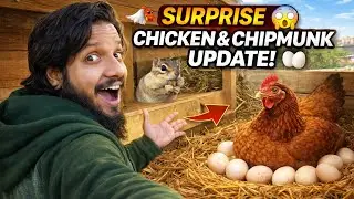 SURPRISE 😱 | Chipmunk Latest Update 🐿️ | New Murghi Setup 🐔 | Murgi Andon Par Baith Gayi 🥚