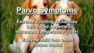 Parvo Vaccination
