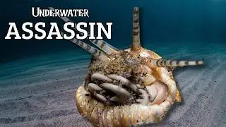 Bobbit Worm: The Ocean's Most Terrifying Predator?