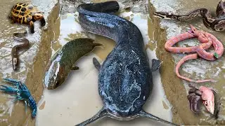 Amazing! Menangkap ikan lele raksasa, ikan lele jumbo, ular, buaya, udang lobster, kura kura, belut
