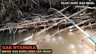 GACOR.!! SUNGAI SURUT IKANNYA PADA RAKUS-RAKUS FULL STRIKE SAMPAI DAPAT IKAN MAHAL