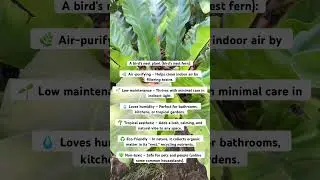 Bird Nest Fern #plants #ferns #natureshorts