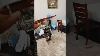 Gun effects #germanshepherd #gunshoteffects