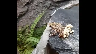 Majorcan Midwife Toad (Alytes muletensis), el Ferreret, in situ and ex situ.