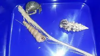 Gibbula Divaricata (Keong Laut)