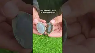 Take A Look at This Bay of Fundy Agate #rockhounding #youtubeshorts ##bayoffundy #nature #agate