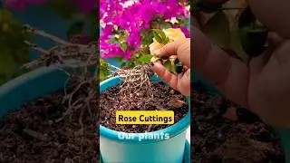 Flower Growing Knowledge Sharing #shorts #flower #knowledge