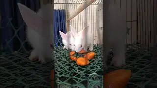 Ma inti kundellu🐰 #viral #vlogs #shorts #youtubeshort #youtube #trending #explore #ytshort #funny