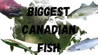 The Biggest Fish Caught In Every Canadian Province and territory (and location)
