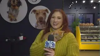 Brandywine SPCA hosts adoption event at Milo and Mav ahead of move to new shelter