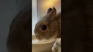 This rabbit&rsquo;s personality is unmatched!#FunnyBunny #PetTok #ViralReel #AnimalsDoingThings #Fyp