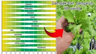 DAMPAK DAN PENYEBAB PH SWING PADA TANAMAN HIDROPONIK