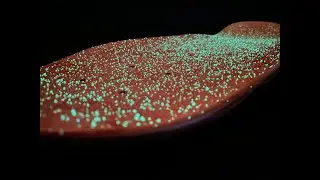 Lucid GLOW in the Dark Grip for Longboards and Skateboards