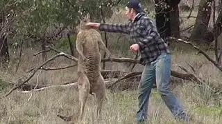 Man Punches Kangaroo