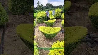 Transplanting Gold Ingot-Shaped Plants: Easy Garden Tips